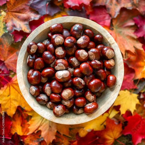 Принти на полотні Horse chestnuts in wooden bowl on colorful autumn leaves