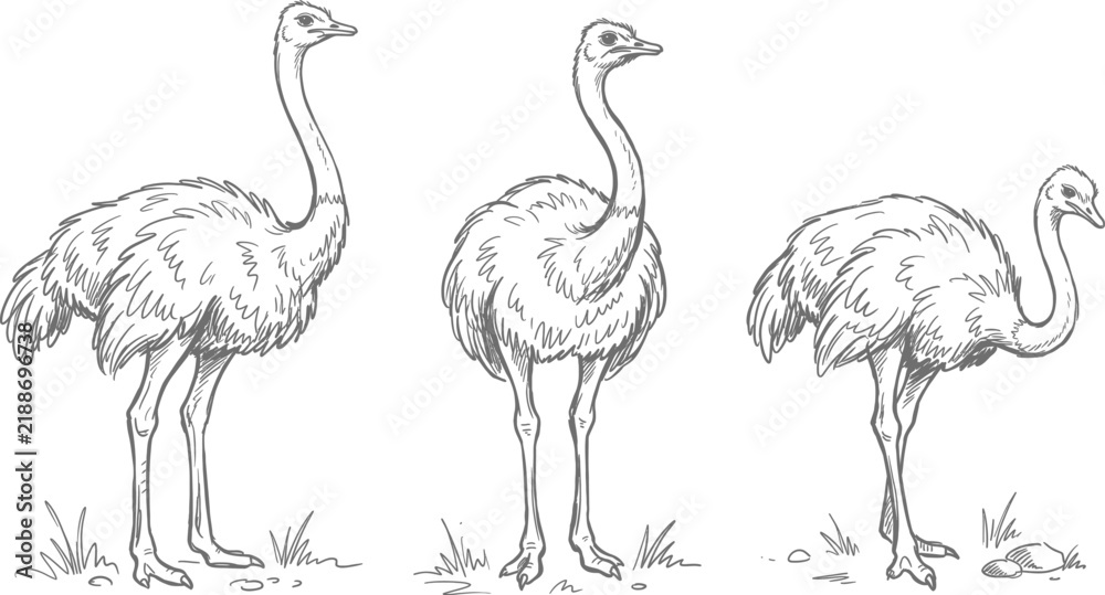 Obraz premium Set of Three Ostrich Silhouettes in Detailed Line Art Style Featuring Large Flightless Birds in Different Standing Poses on a Clean White Background
