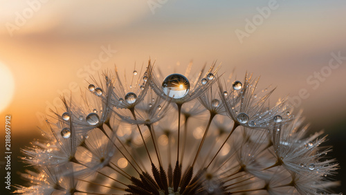 Extreme macro of dandelion with morning dew drops at sunrise