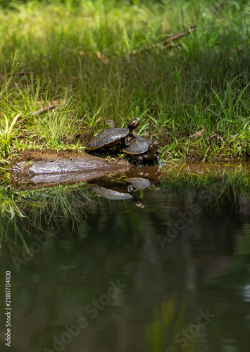 Obraz na płótnie Tortugas a la orilla del rio