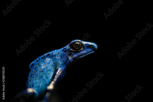 Konstfotografi Blue poison dart frog portrait against black background