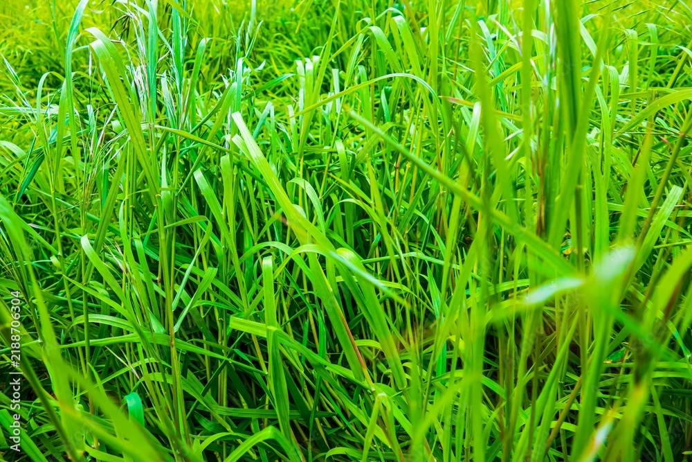 Obraz premium Close-up of vibrant green tall grass blades