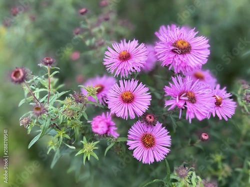 Vibrant purple New England aster (Symphyotrichum novae-angliae) flowers bloom in a garden bed. A close-up botanical nature photograph captured during the autumn season in Latvia.