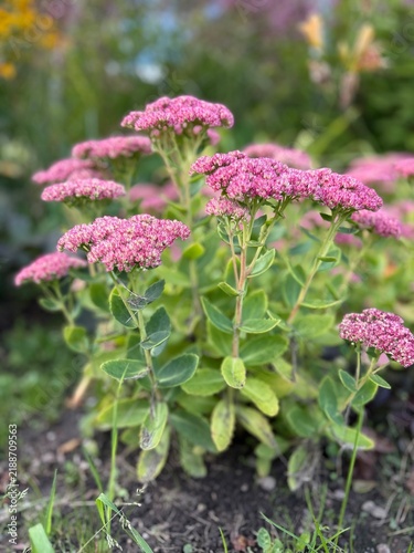 Fotografía Blooming pink stonecrop (Sedum spectabile) flower clusters and succulent green leaves thrive in a garden bed