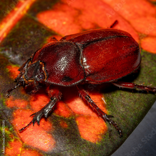 Obraz na plátne Rhinoceros beetle