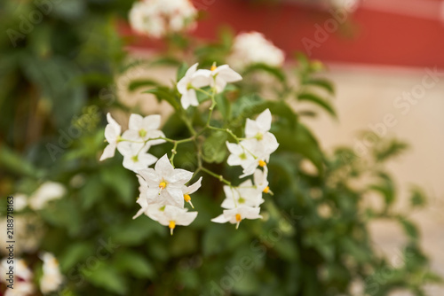 Quadro su tela White jasmine nightshade flowers blooming against a soft garden background
