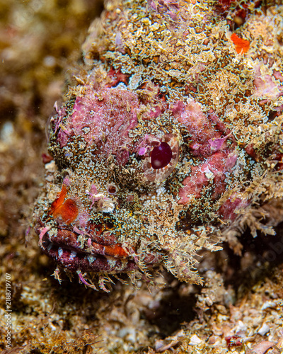 Fotografie scorpionfish