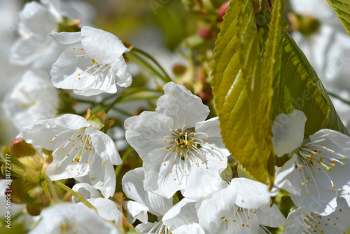 Fotografie Sweet cherry white flowers - Latin name - Prunus avium