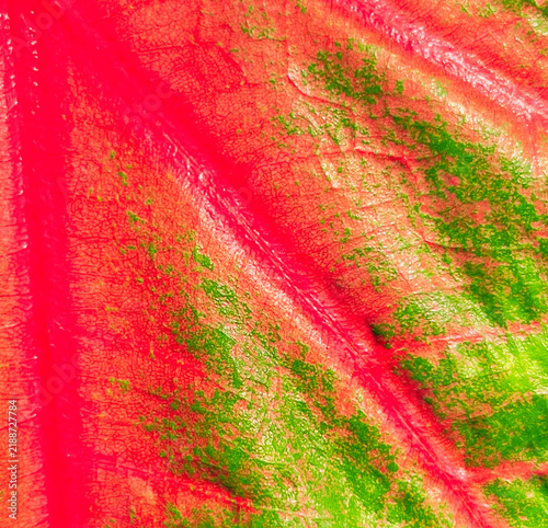 Leaf Veins Texture, Vibrant Red and Green Foliage Detail,