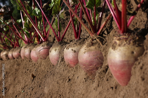 Beetroot with leaves in the soil	
