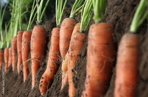 Carrots in the ground during harvest	
