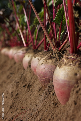 Juicy beets in the ground during harvest