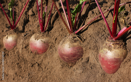 Juicy beets in the ground during harvest