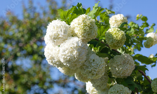 Fotografía Decorative viburnum Boule de Neige blooming with large white balls of small flowers