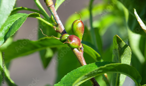 Fruits of peaches on the branches of a fruit tree in the garden.