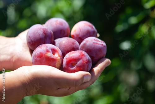 Ripe cherry plum on a tree in the garden. Growing cherry plum