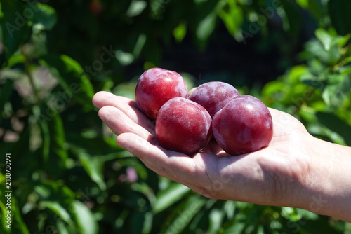 Ripe cherry plum on a tree in the garden. Growing cherry plum
