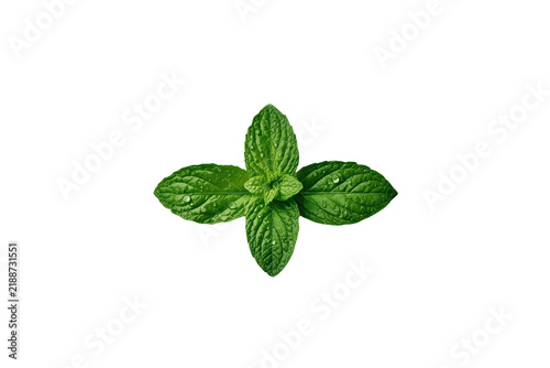 Fresh Green Mint Leaf Cluster