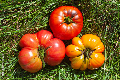 Large ripe tomatoes of different colors.