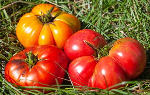 Large ripe tomatoes of different colors.