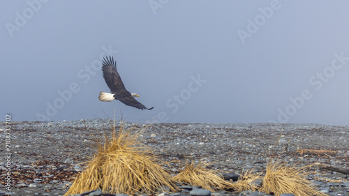 Mature American Bald Eagle Soaring Over Rocky Gravel Beach, Homer Spit, Alaska