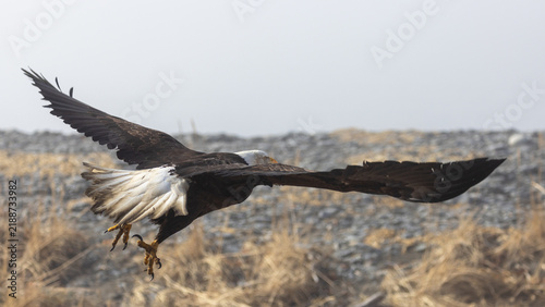 Mature American Bald Eagle with spread wings Soaring Over Rocky Gravel Beach, Homer Spit, Alaska