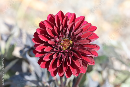 фотографія Dahlia [Dalaya Aruna] ('KLEDH18119') (Dalaya Garden Series)