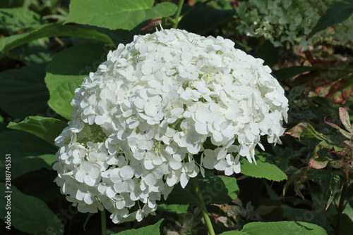 Bild auf Leinwand Hydrangea arborescens [Strong Annabelle] ('Abetwo')