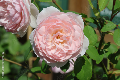 Rosa [Wisley 2008] ('Ausbreeze'). Close up cupped pure light pink double English shrub rose flower in summer. David Austin Breeder.   