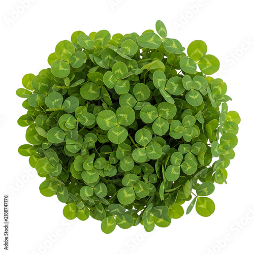 Top view of a fresh green clover plant isolated on white