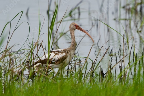 Foto ibis in reeds