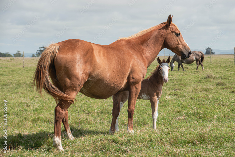 Obraz premium Caballos y potrillo