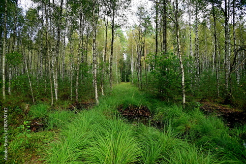 grass and trees
