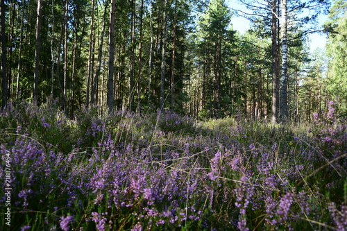 wild flowers in the forest