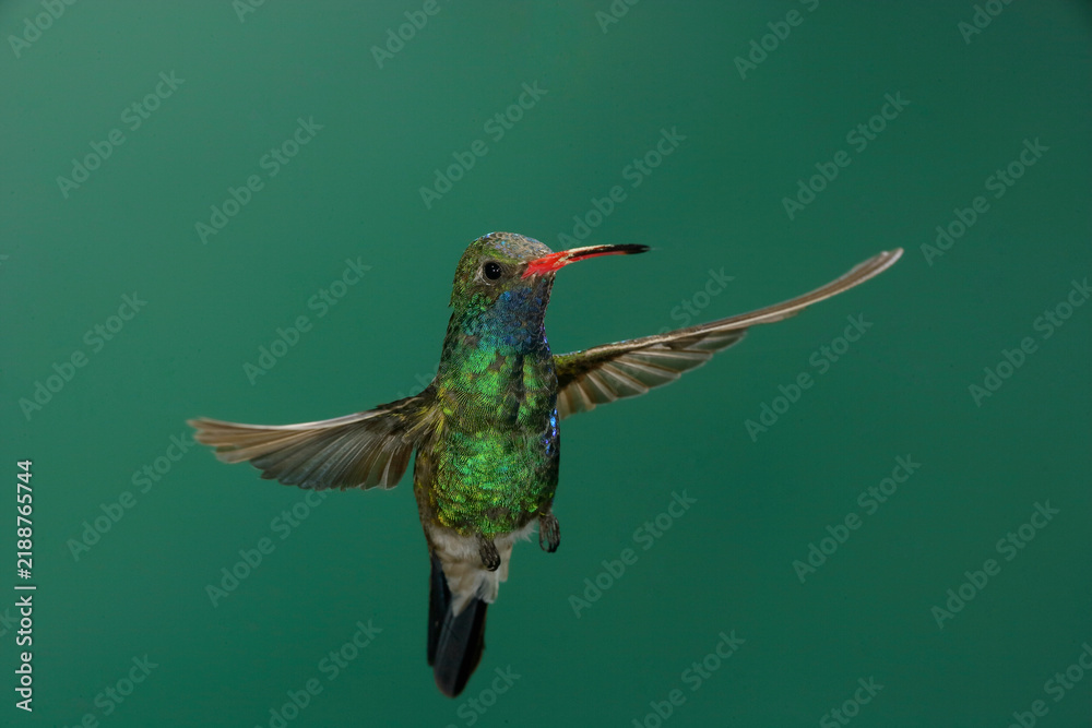 Fototapeta premium Broad-billed hummingbird in flight