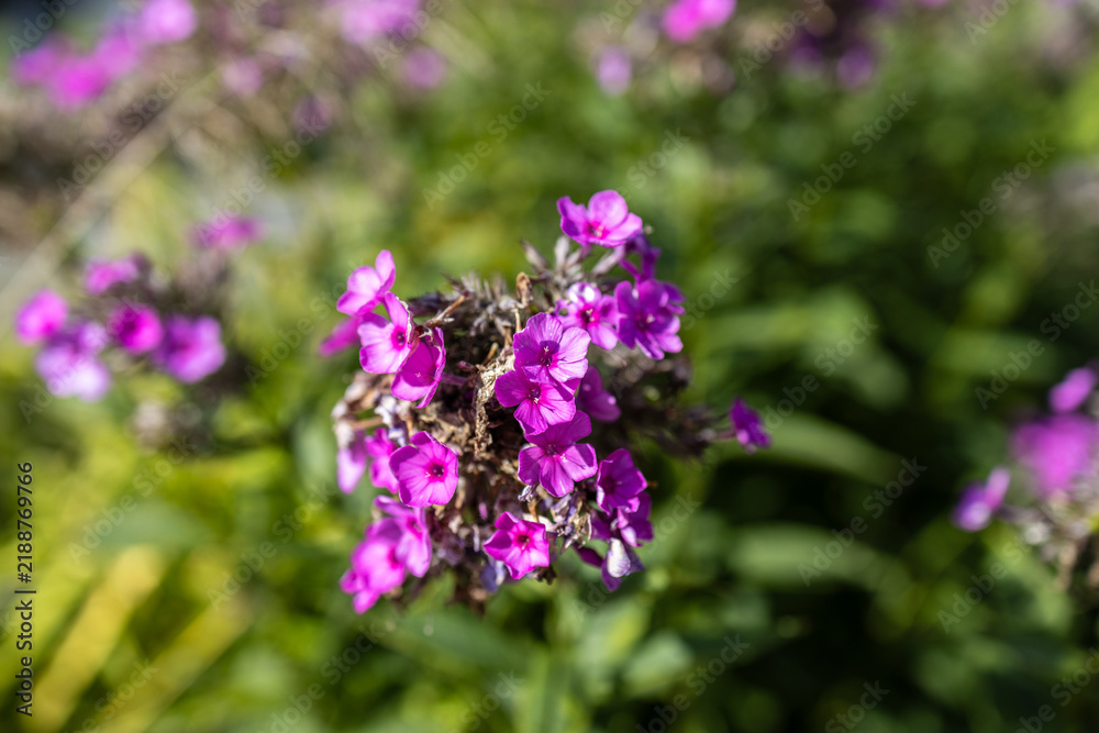 Obraz premium Close up of purple pink phlox flowers blooming in summer garden