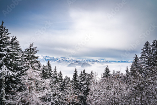 Cuadro en lienzo Snow covered pine forest with scenic view of distant mountains above a sea of fo