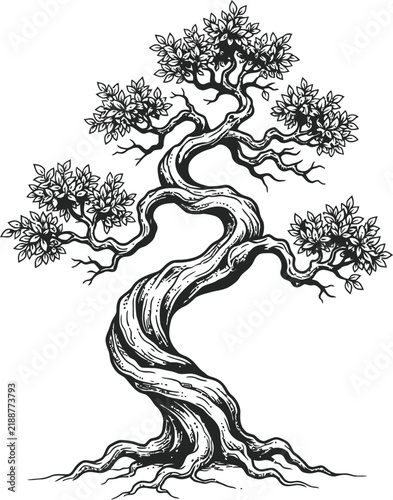 Vintage bonsai tree vector illustration, hand drawn japanese pine with twisted trunk, black and white botanical sketch for zen design