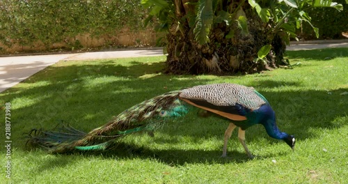 Peacock walking through a landscaped garden in Silves Portugal