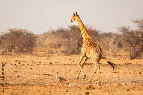 Giraffe Walking in Arid Savanna Landscape