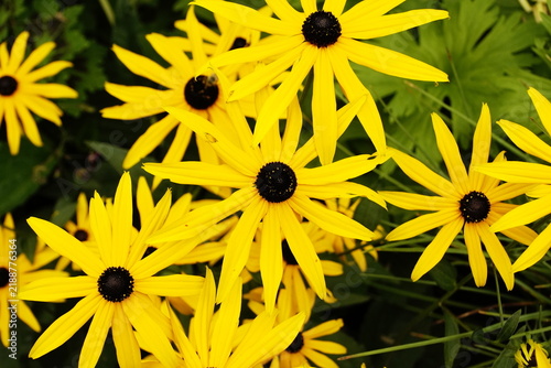 Foto Primo piano di fiori di rudbeckia gialli con centro nero in piena fioritura