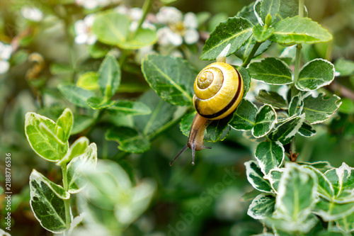 Fototapeta Garden snail on the fresh green leaves