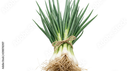 Canvastavla Fresh bunch of green onions with roots tied with twine on white background