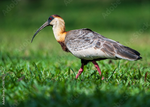 Canvastavla buff-necked ibis