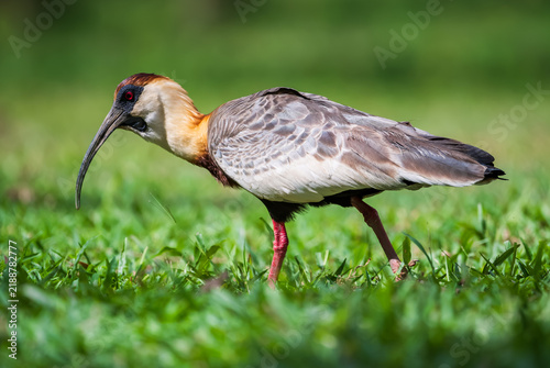 Konstfotografi buff-necked ibis