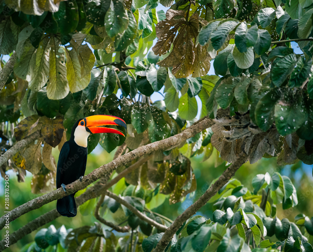 Fototapeta premium toucan in the tree