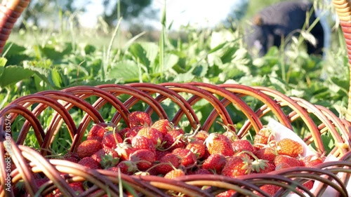 Close-up of a wicker basket full of ripe red strawberries with a female farmer harvesting in the blurred background on a sunny day.