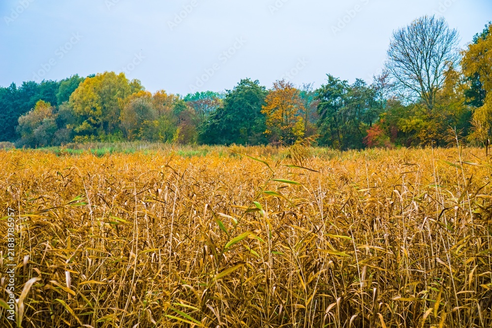 Obraz premium Golden marsh reeds under a pale sky with autumn trees