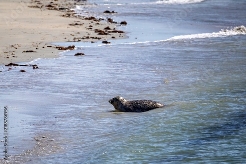 Photography Harbor seal (Phoca vitulina) emerging from shallow water onto sandy beach, Helgo
