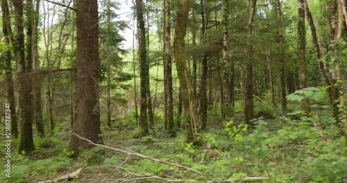 Lush temperate forest in Ireland